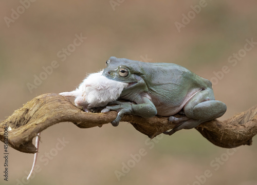 Big Bufo frog predator  swallow a tiny mouse as his prey.