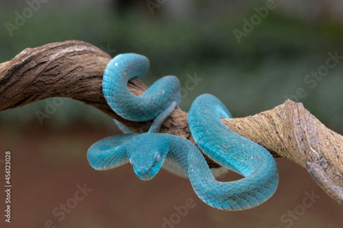 Telephoto of Blue Venom Snake ready to strike their prey with bokeh background. photo