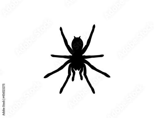 Silhouette of a tarantula spider on a white background. Animal clipart vector design illustration.