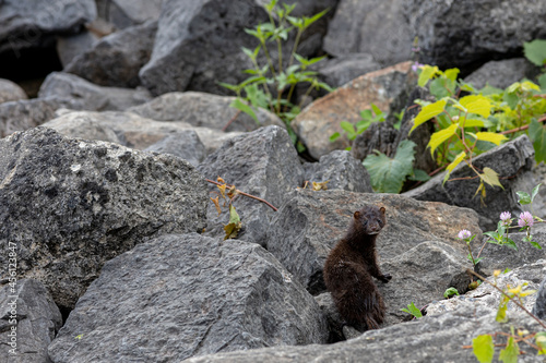 Cute American mink looking back curiously photo