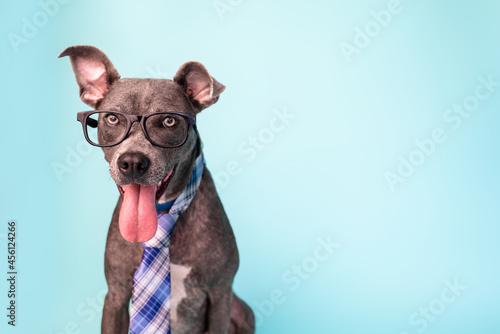 Φωτογραφία Dog dressed in glasses and a tie