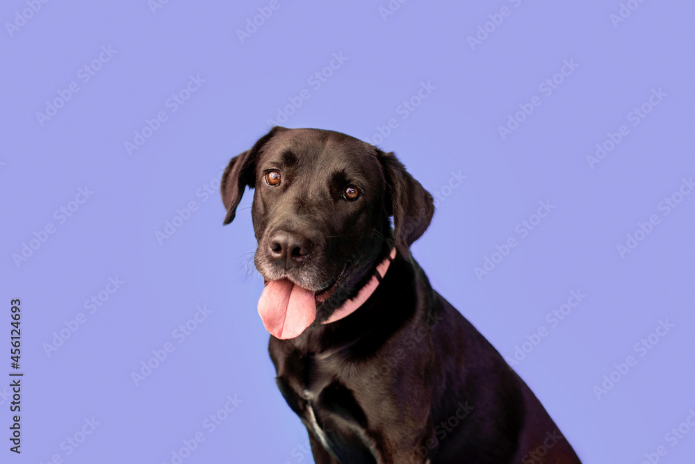 Black Labrador retriever in front of a purple backdrop 