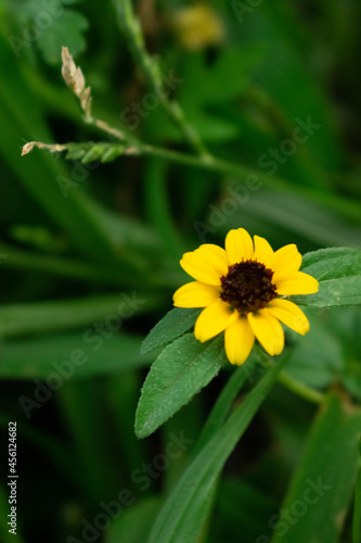 Flor amarilla 2
