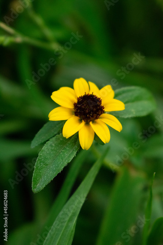 Flor Amarilla 1