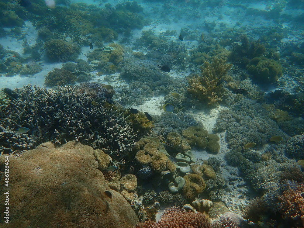 Fototapeta premium インドネシア 世界遺産コモド国立公園 コモド島の魚