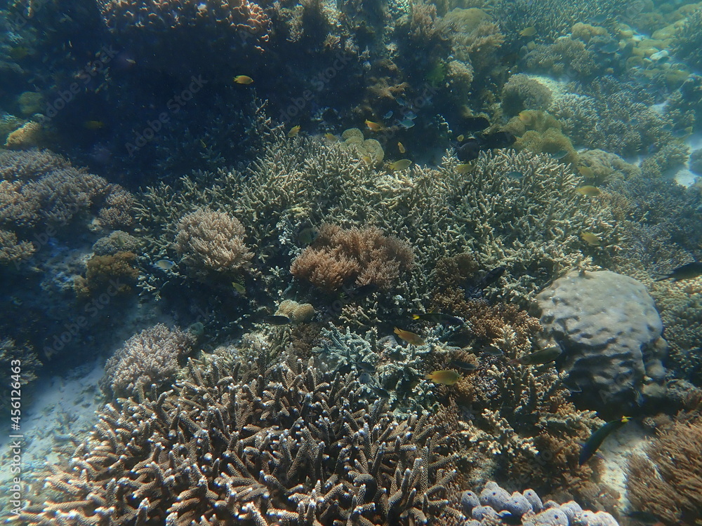 Naklejka premium インドネシア 世界遺産コモド国立公園 コモド島の魚