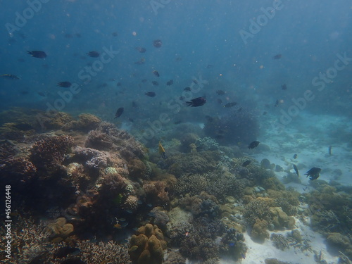 インドネシア　世界遺産コモド国立公園　コモド島の魚 © 旅祐