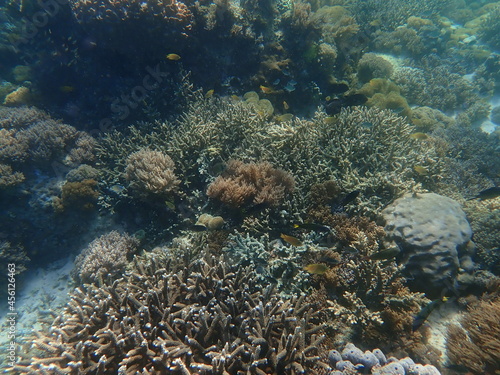 インドネシア 世界遺産コモド国立公園 コモド島の魚