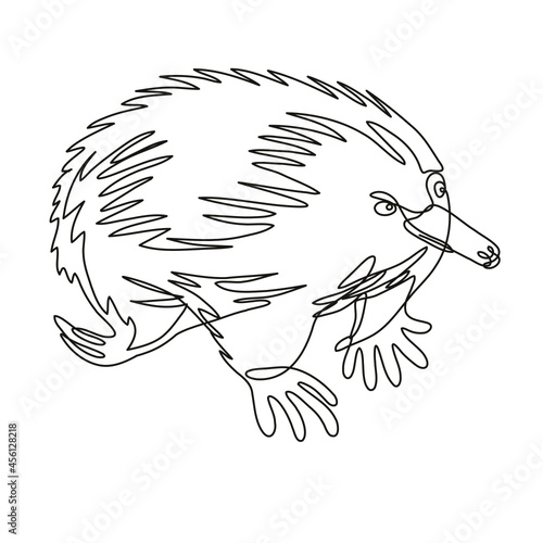 Continuous line drawing illustration of an Echidna or spiny anteater side view done in mono line or doodle style in black and white on isolated background. 