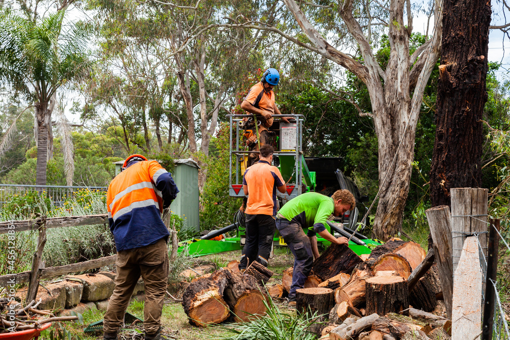 Lumberjack workers piling up rounds of wood for next seasons firewood after removing a tree Lumberjack workers piling up rounds of wood for next seasons firewood after removing a tree