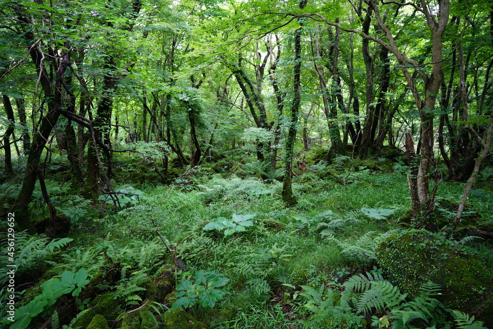 Fototapeta premium a lively dense forest in springtime