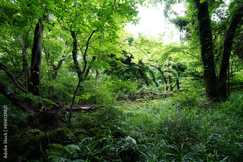 a lively dense forest in springtime a lively dense forest in springtime