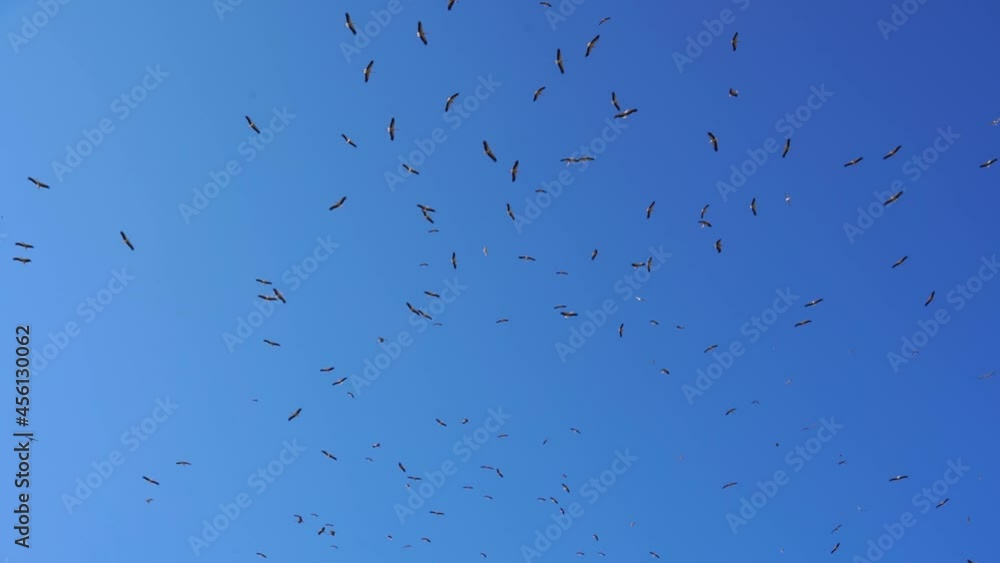 many storks flying in circles with the blue sky birds Thousands