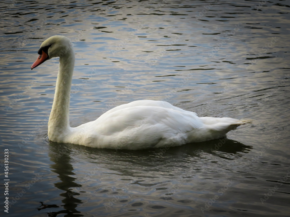Fototapeta premium swan on the lake
