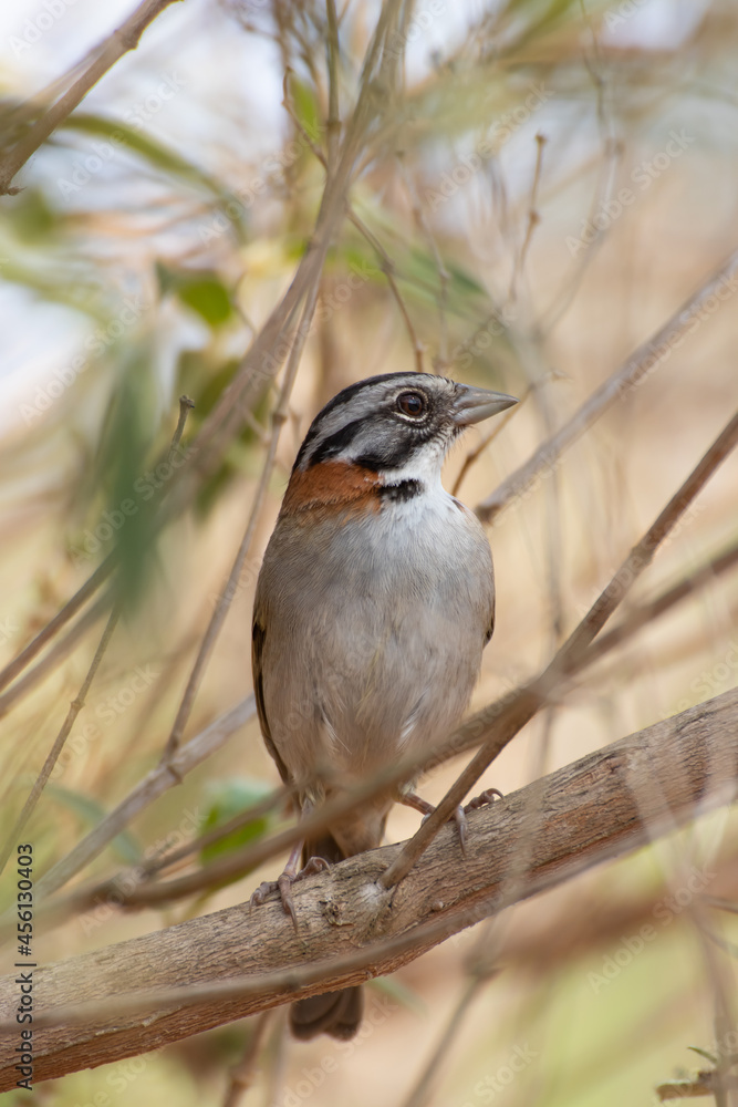 Bird on branch among trees, Zonotrichia Capensis, Tico-Tico Bird on branch among trees, Zonotrichia Capensis, Tico-Tico