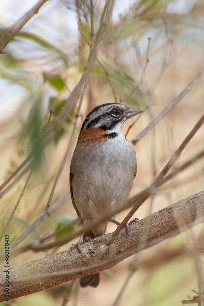 Fototapeta premium Bird on branch among trees, Zonotrichia Capensis, Tico-Tico
