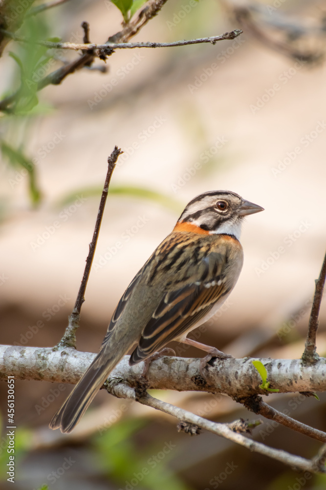 Bird on branch among trees, Zonotrichia Capensis, Tico-Tico
Bird on branch among trees, Zonotrichia Capensis, Tico-Tico