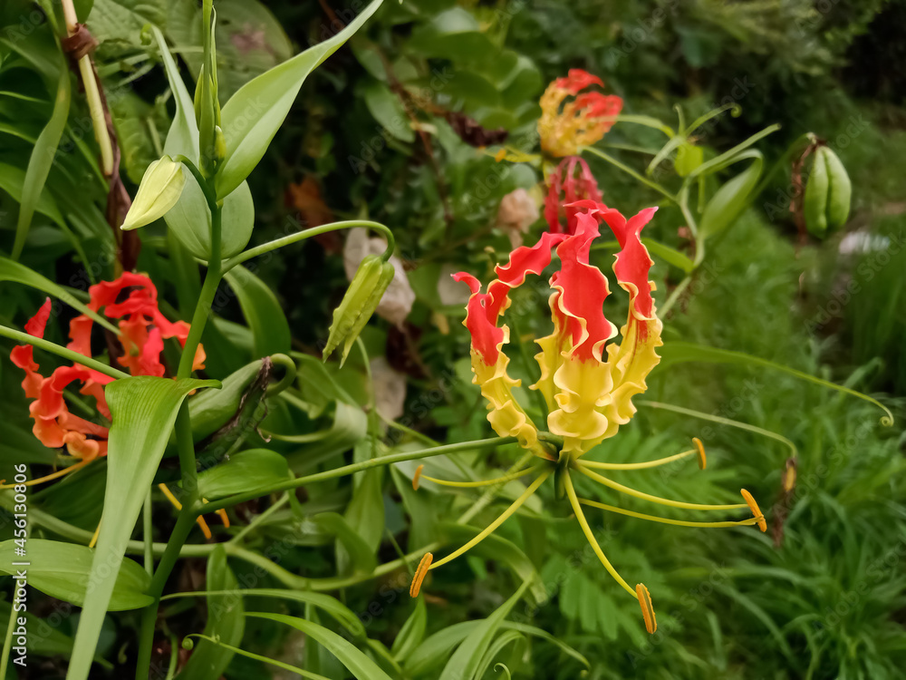 Fire lily, Flame lily, Gloriosa superba Plant of the Indian forest in