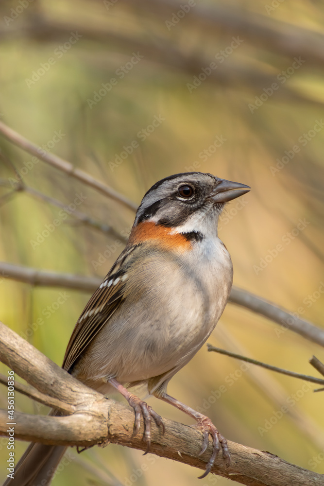 Bird on branch among trees, Zonotrichia Capensis, Tico-Tico
Bird on branch among trees, Zonotrichia Capensis, Tico-Tico