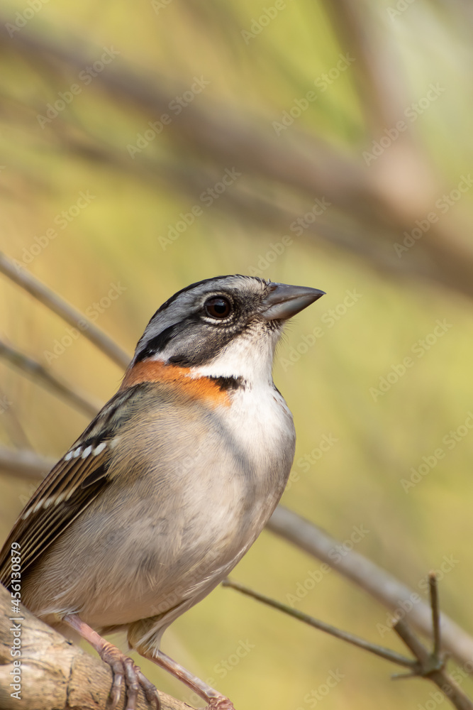 Fototapeta premium Bird on branch among trees, Zonotrichia Capensis, Tico-Tico 