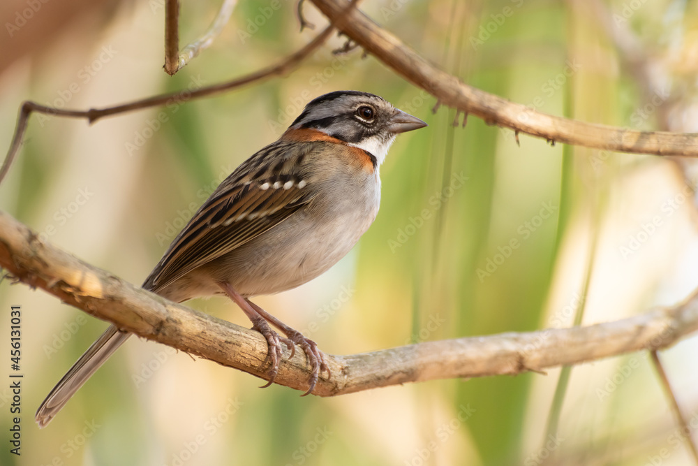 Bird on branch among trees, Zonotrichia Capensis, Tico-Tico
Bird on branch among trees, Zonotrichia Capensis, Tico-Tico