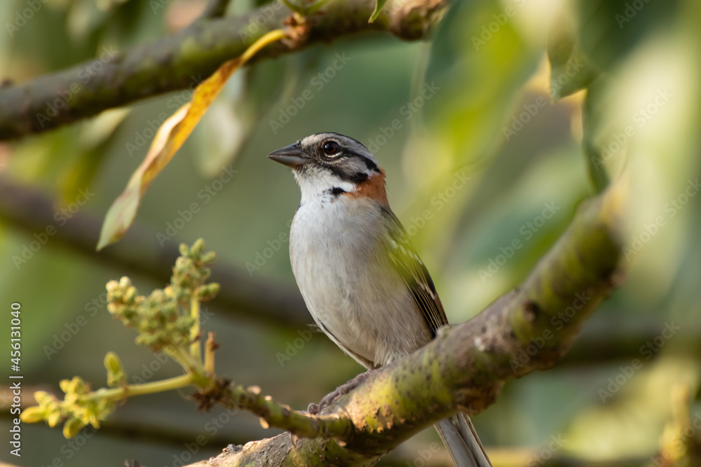 Bird on branch among trees, Zonotrichia Capensis, Tico-Tico
