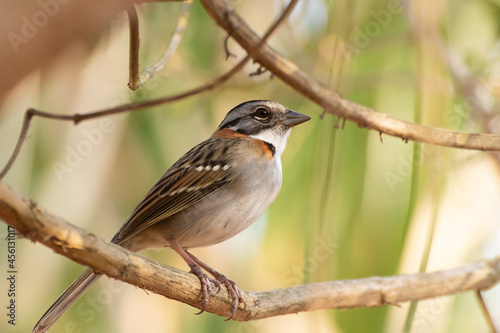 Bird on branch among trees, Zonotrichia Capensis, Tico-Tico
