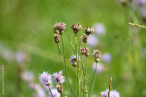 Creeping thistle flowers closeup view with selective focus on foreground © Cenusa Silviu Carol