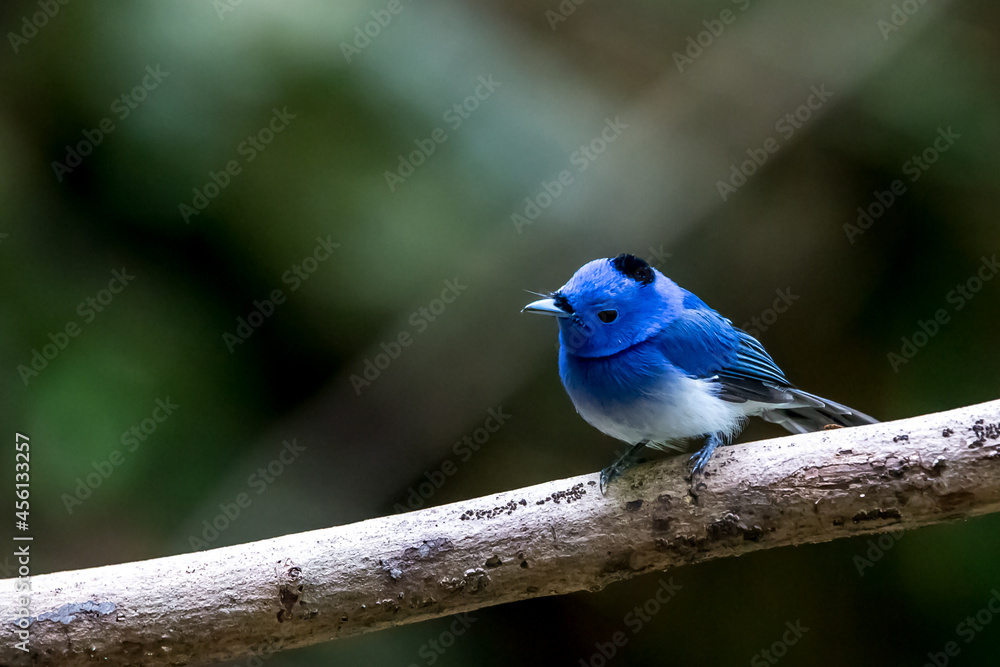 Back-naped Monarch in the tree