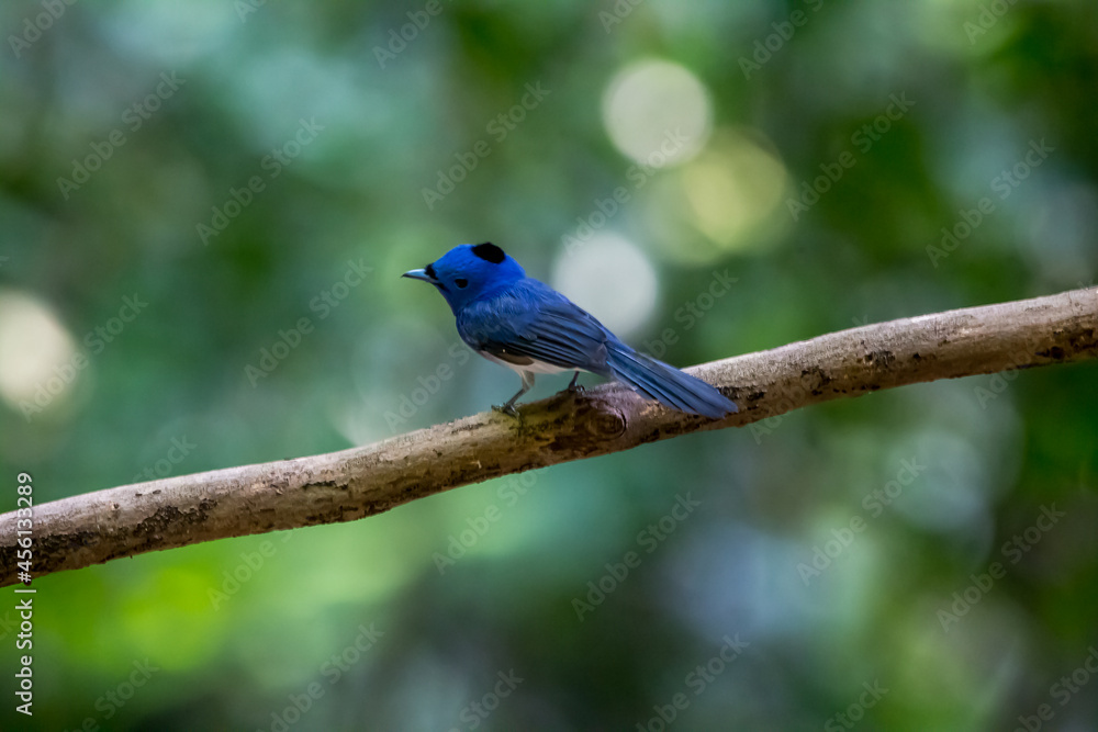 Back-naped Monarch in the tree Back-naped Monarch in the tree