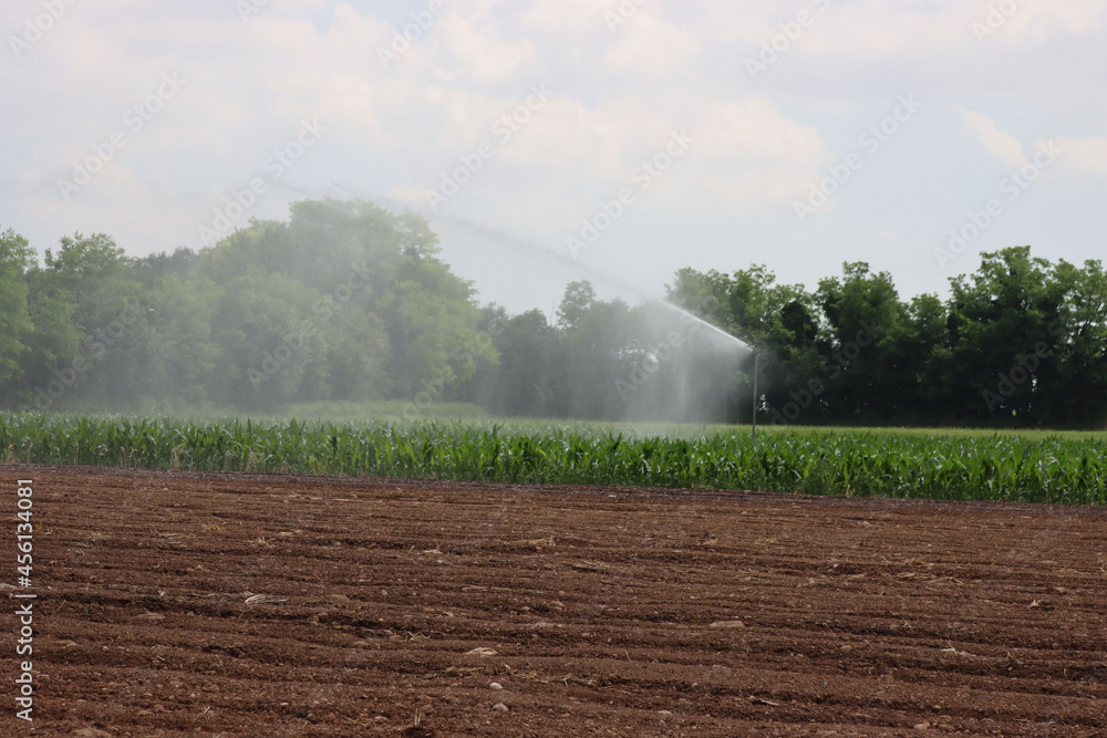 Agricultural irrigation system watering green corn field on sunny summer day against ble sky in the northern italian countryside