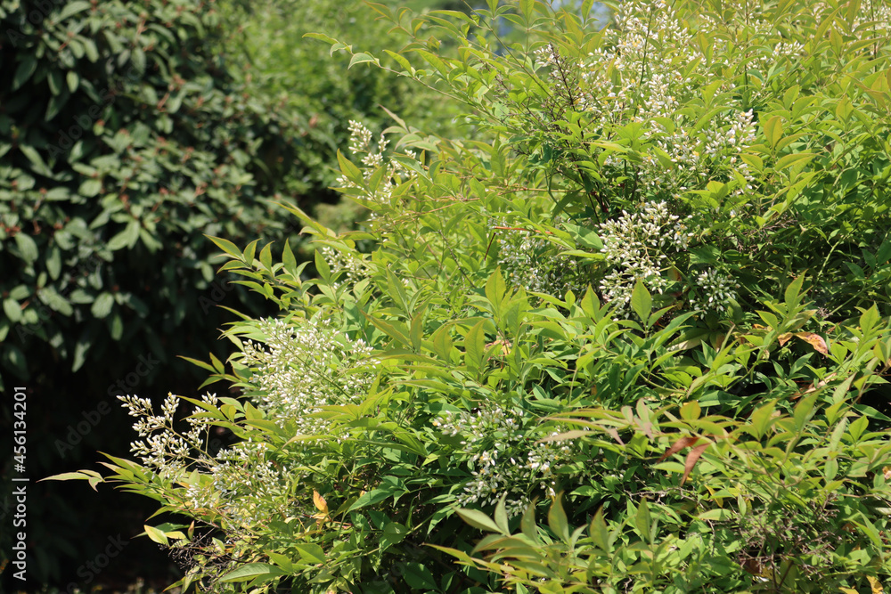 Nandina domestica bush in bloom in the garden on a sunny summer day. Heavenly bamboo branch with white flowers Nandina domestica bush in bloom in the garden on a sunny summer day. Heavenly bamboo branch with white flowers