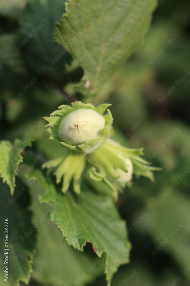 Unripe green hazelnuts growing on branch on early summer. Corylus avellana tree Unripe green hazelnuts growing on branch on early summer. Corylus avellana tree