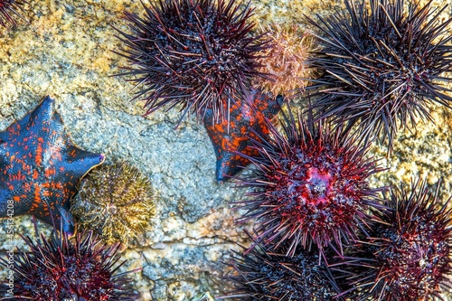 Mussels, sea urchins, starfish, seashells on a stone in the sea landscape. Backdrop, flat view © Александра Замулина