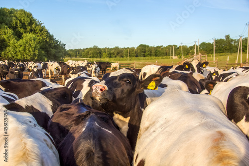 A herd of cows on a dairy farm. Black-and-white bulls with marks on their ears graze on the field. Agricultural business for growing of cattles.