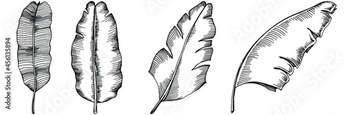 Vector Exotic tropical hawaiian summer. Palm beach tree jungle botanical leaves. Black and white engraved ink art. Leaf plant botanical garden floral foliage. Isolated leaf illustration element.