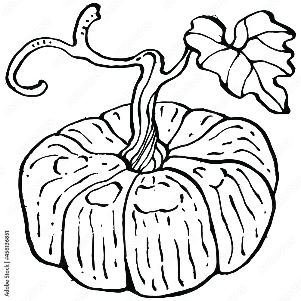 Pumpkin vector sketch hand drawn. Isolated object with engraved style illustration. Detailed vegetarian food. Farm market product. The best for design logo, menu, label, icon, stamp. Pumpkin vector sketch hand drawn. Isolated object with engraved style illustration. Detailed vegetarian food. Farm market product. The best for design logo, menu, label, icon, stamp.