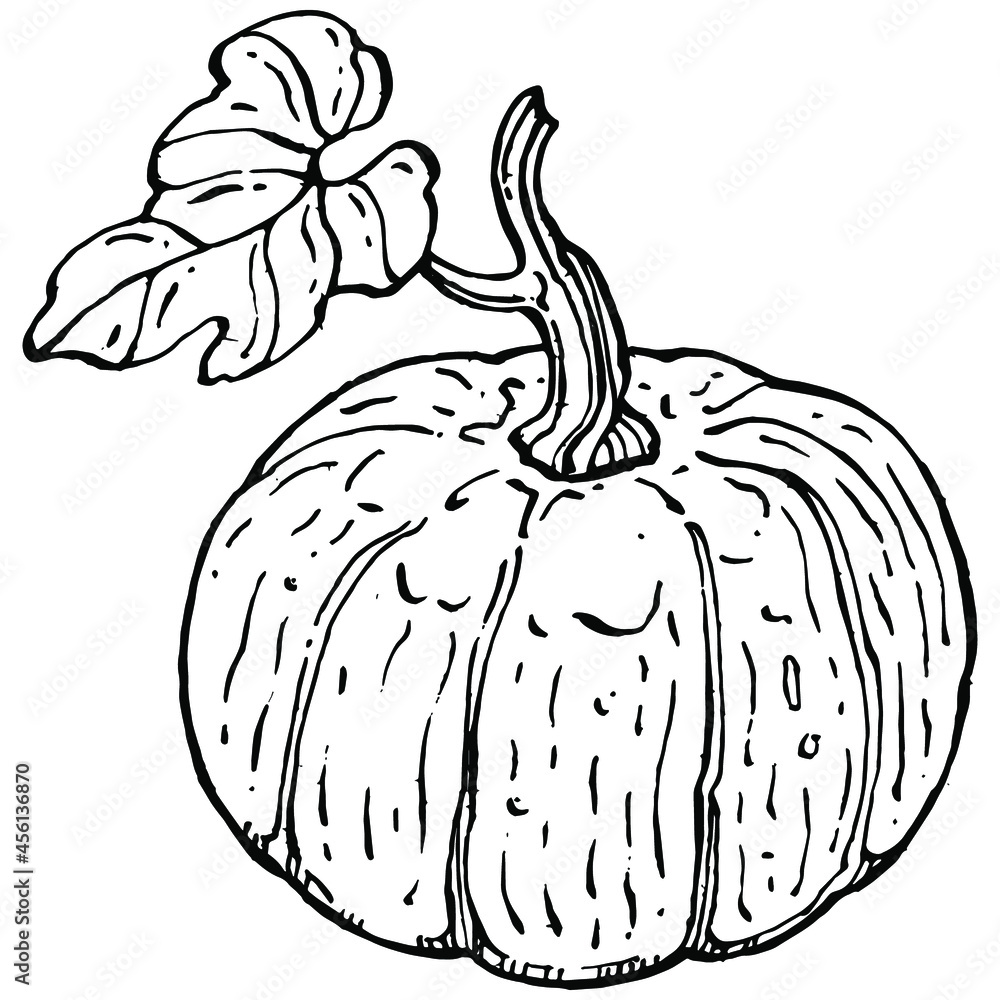 Pumpkin vector sketch hand drawn. Isolated object with engraved style illustration. Detailed vegetarian food. Farm market product. The best for design logo, menu, label, icon, stamp. Pumpkin vector sketch hand drawn. Isolated object with engraved style illustration. Detailed vegetarian food. Farm market product. The best for design logo, menu, label, icon, stamp.