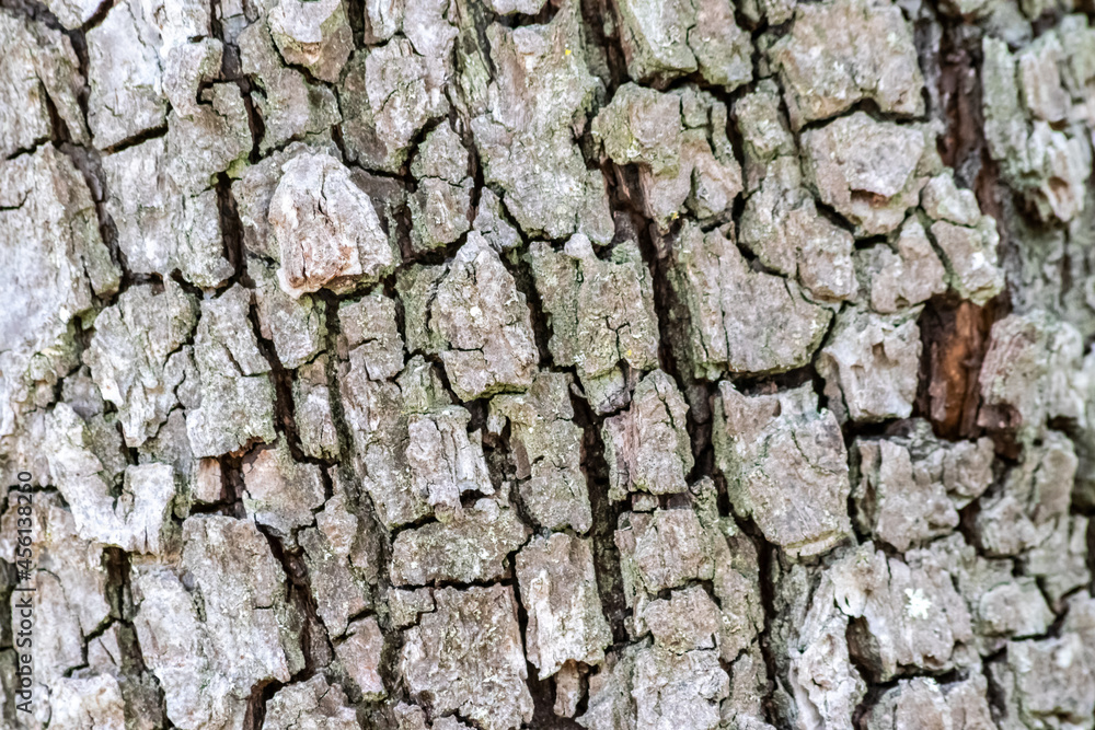 Tree bark with fine natural structures and patina of rough tree bark as natural and ecological background shows a beautiful in grey color tones as scars and protection against and habitat for insects Tree bark with fine natural structures and patina of rough tree bark as natural and ecological background shows a beautiful in grey color tones as scars and protection against and habitat for insects