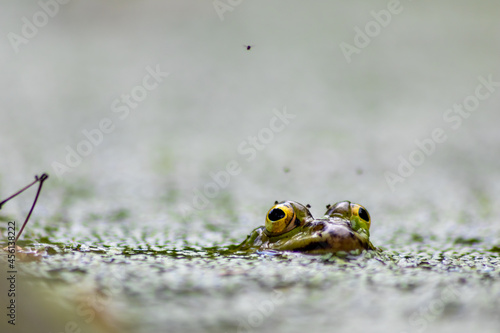 Green european common frog in an idyllic garden pond lurking for insects with big eyes shining and flies around beautiful in the evening sunlight showing its head in the water looking into the camera photo