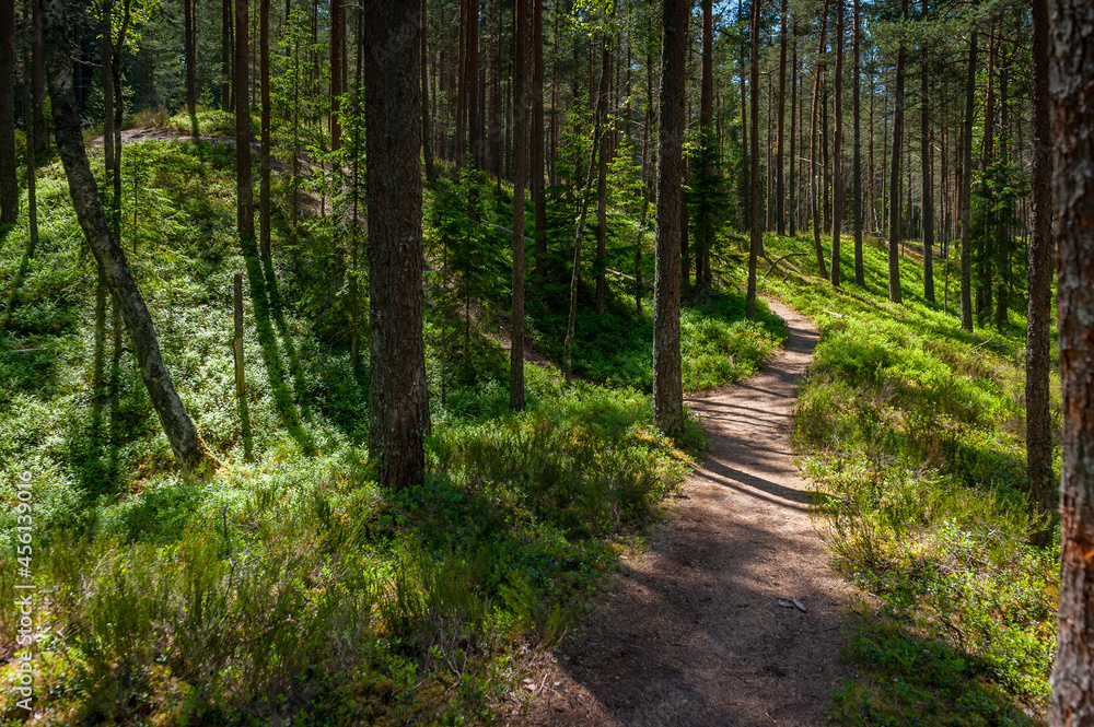 Fototapeta premium Narrow path winding through forest. Peterezers nature trail. Latvia.