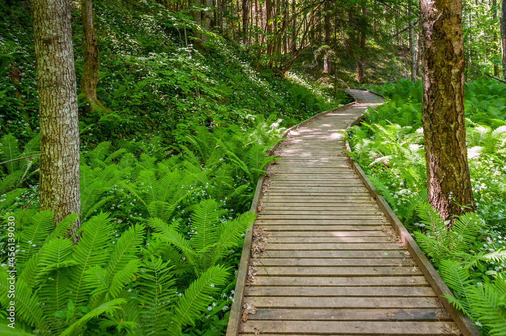 Wooden path winding through forest. A trail surrounded by ferns and trees on a hike in the Peterezers nature trail. Wooden path winding through forest. A trail surrounded by ferns and trees on a hike in the Peterezers nature trail.