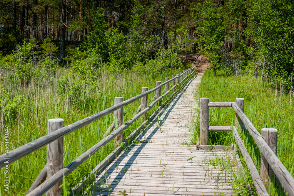 Wooden path leads through an overgrown swamp lake. A trail surrounded by cane and trees on a hike in the Peterezera nature trail. The trail is good for hiking and trail running. Latvia. Wooden path leads through an overgrown swamp lake. A trail surrounded by cane and trees on a hike in the Peterezera nature trail. The trail is good for hiking and trail running. Latvia.