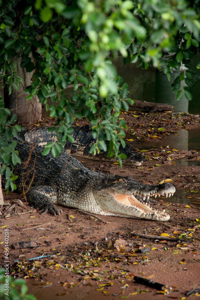 scary crocodiles in the green river in Thailand scary crocodiles in the green river in Thailand