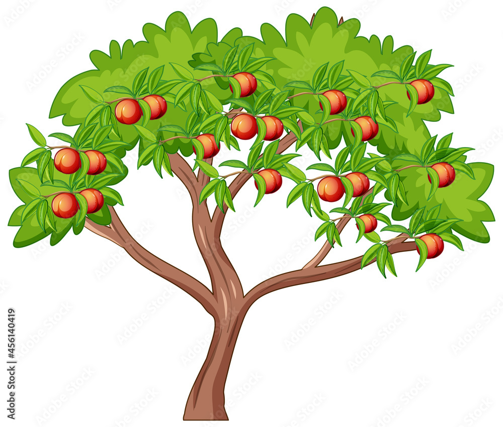 Many peaches on a tree isolated on white background