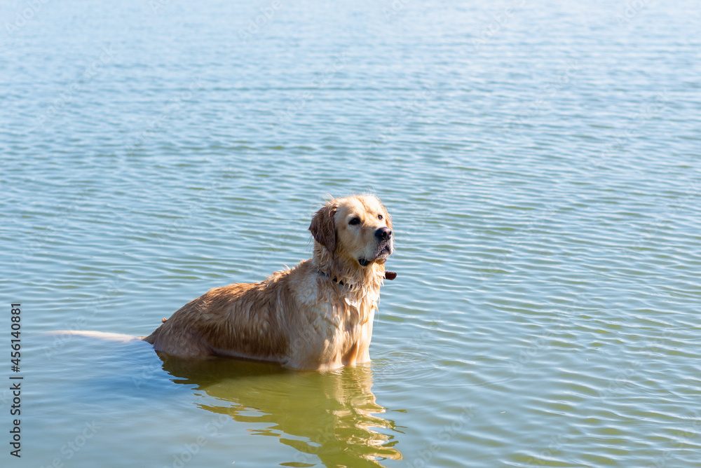 Labrador Retriever standing in the lake. Summer day.funny dog labrador retriever playing in the water on a sunny day Labrador Retriever standing in the lake. Summer day.funny dog labrador retriever playing in the water on a sunny day