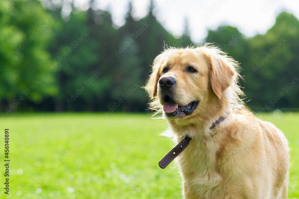 Portrait golden retriever dog on green grass on a summer day.Labrador retriever portrait on the grass. copy space. Portrait golden retriever dog on green grass on a summer day.Labrador retriever portrait on the grass. copy space.
