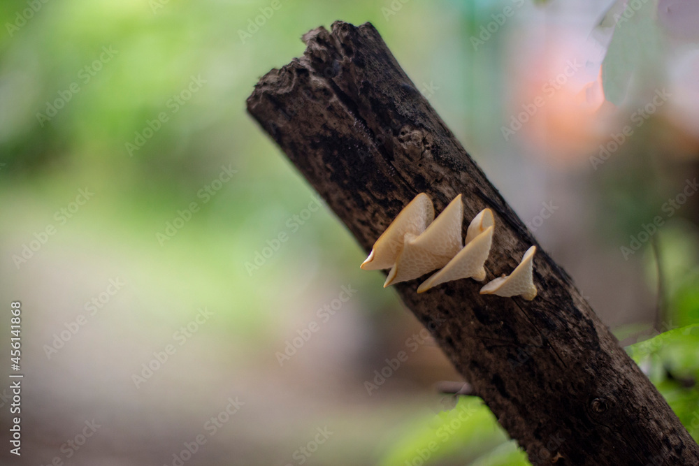 Mushroom on log and blurred background. Mushroom on log and blurred background.