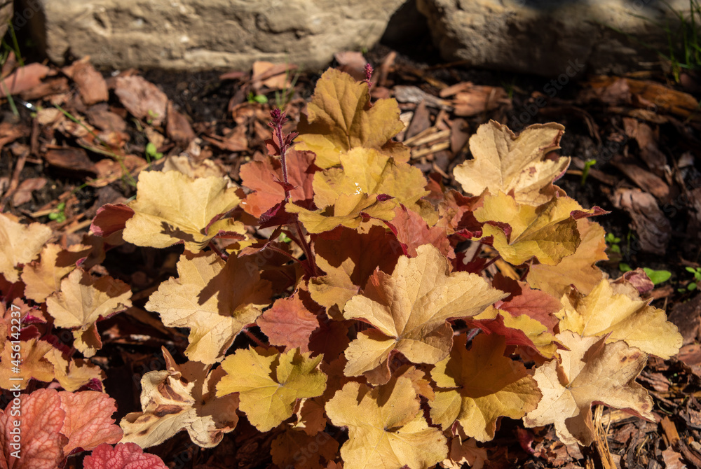 heuchera plants as very nice natural background heuchera plants as very nice natural background