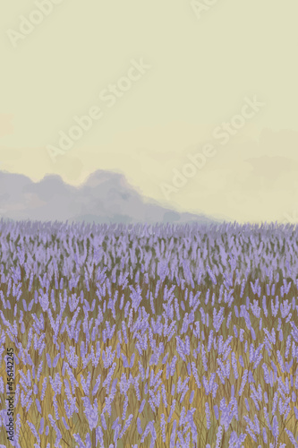 Blooming lavender garden background template vector